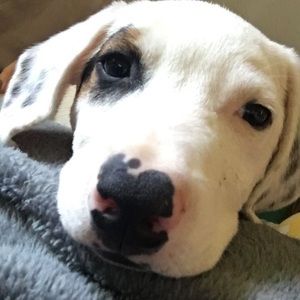 Meet your Posher, Bennett